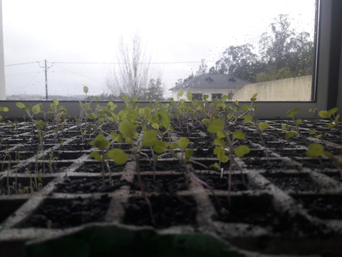 Sementeira, já com os rebentos das sementes plantadas pelos alunos.